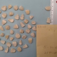 CIMMYTMA 5718 - Reference Inventory.jpg