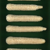 CIMMYTMA 26863 GUAN 455 BA22U-2903-82 C.jpg