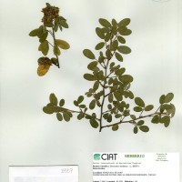 3557 herbarium