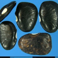 G25392B seed.jpg