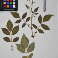 CIP 761396_OCH 12017_04.jpg