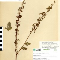 3497 herbarium