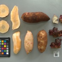 CIP 205007 (root).jpg