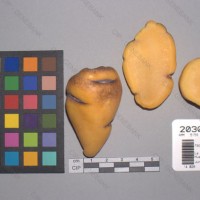 CIP 203016 Tuber