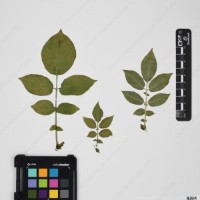 CIP 760245_HHCH 4498_02.jpg