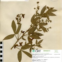 21118 herbarium