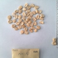 CIMMYTMA 248 - Reference Inventory.jpg