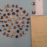 CIMMYTMA 5961 - Reference Inventory.jpg