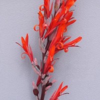 CIP 206007 (flower).jpg