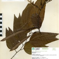 17922 herbarium