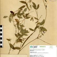 5491 herbarium