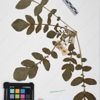 CIP 760028_OCH S79_04.jpg