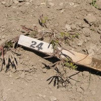 Desmanthus pubescens_Gsys.jpg