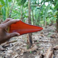 6.5.2 - Bract apex shape