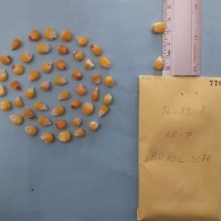 CIMMYTMA 7760 - Reference inventory.jpg