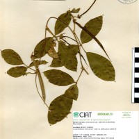 15753 herbarium