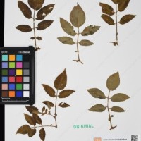 CIP 762335_OCHS 15599_02.jpg