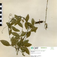 9423 herbarium