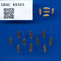 IRGC 49320 Seed Photo