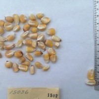 CIMMYTMA 1503 - Reference Inventory.jpg