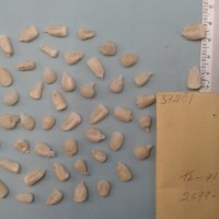 CIMMYTMA 5720 - Reference Inventory.jpg