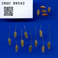 IRGC 88543 Seed Photo