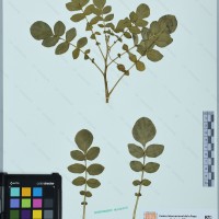 CIP 760816 herbarium