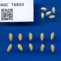 IRGC 76820 Seed Photo