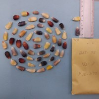 CIMMYTMA 7679 - Reference inventory.jpg