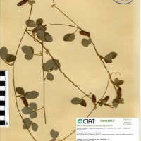 17395 herbarium