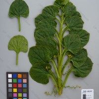 CIP 201039 Herbarium