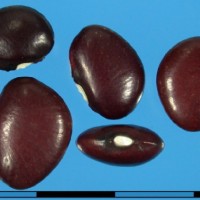 G25778 seed.jpg