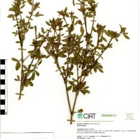 10087 herbarium