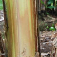 6.2.5 - Main underlying colour of the pseudostem (2018)