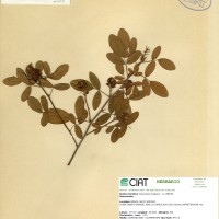 3589 herbarium