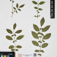 CIP 763474_OCHS 12061a_17.jpg