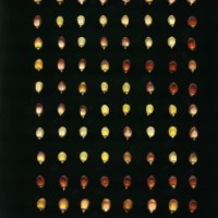 CIMMYTMA 31795 CUZ 76 TC22U-2902-36 K.jpg