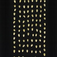 CIMMYTMA 21992 BRAZ PR017 AF19A-0903-76 K.jpg