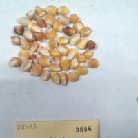 CIMMYTMA 3896 - Reference Inventory.jpg