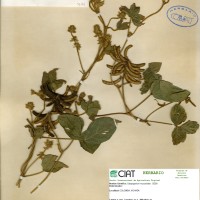 9161 herbarium