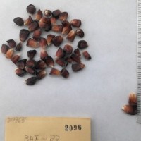 CIMMYTMA 2096 - Reference Inventory.jpg