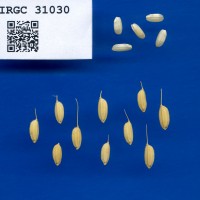 IRGC 31030 Seed Photo