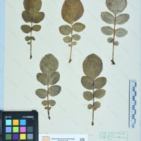 CIP 761130 herbarium