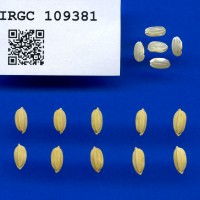 IRGC 109381 Seed Photo