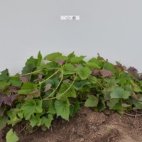 CIP 401255 (plant).jpg