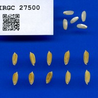 IRGC 27500 Seed Photo