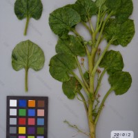 CIP 201012 Herbarium