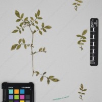 CIP 762915_SSTH 7397_12.jpg