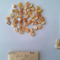 CIMMYTMA 659 - Reference Inventory.jpg