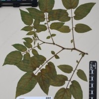 CIP 760248_HHCH 4531c_07.jpg